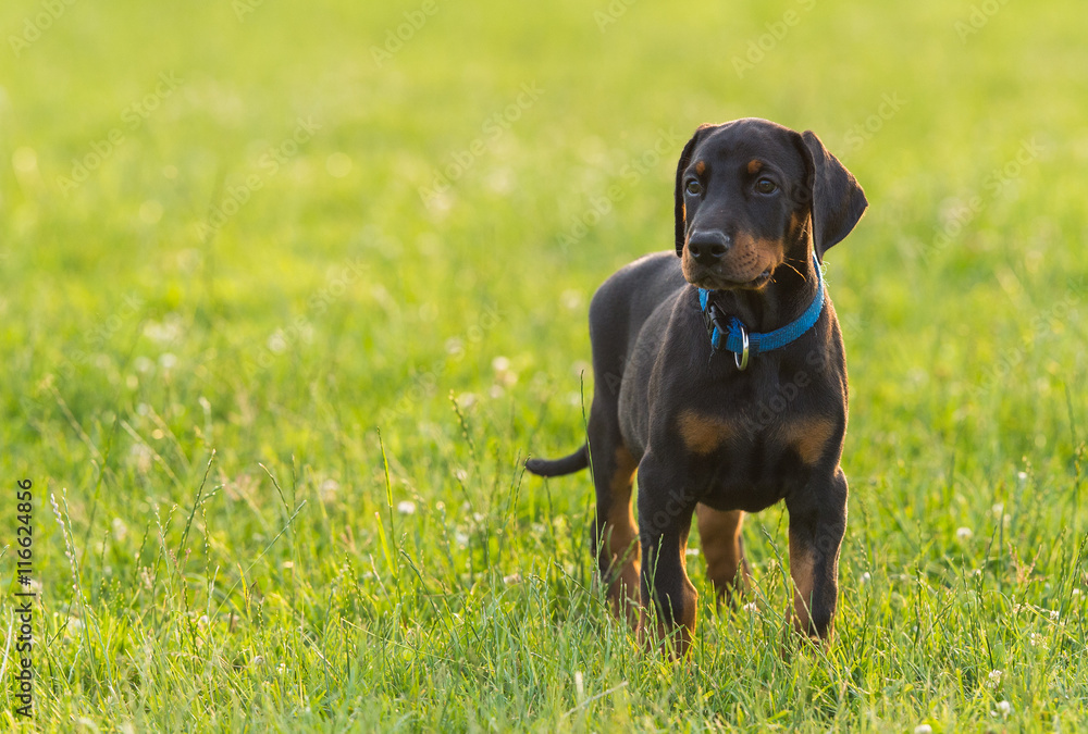 Black doberman puppy on the grass Black doberman puppy on the grass
