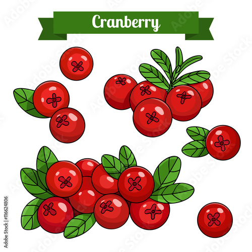 colorful branch of Cranberry