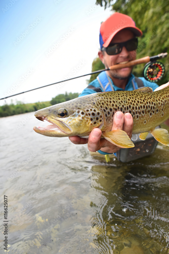 Fly-fisherman holding brown trout out of the water Fly-fisherman holding brown trout out of the water