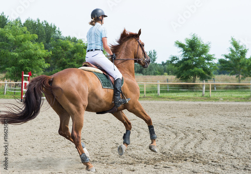 Equestrian Sports, Horse jumping, Show Jumping