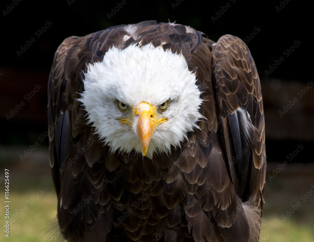 Fototapeta premium Beautiful north american bald eagle