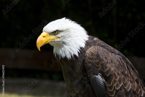 Beautiful north american bald eagle