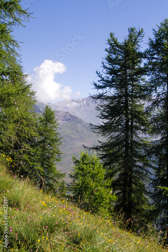 trees in piedmont alps valley © mariof