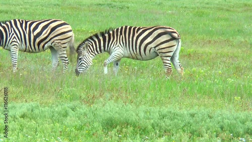 Two zebras grazing in the wilderness on the green grass. Slow motion. Video in a slowed double the