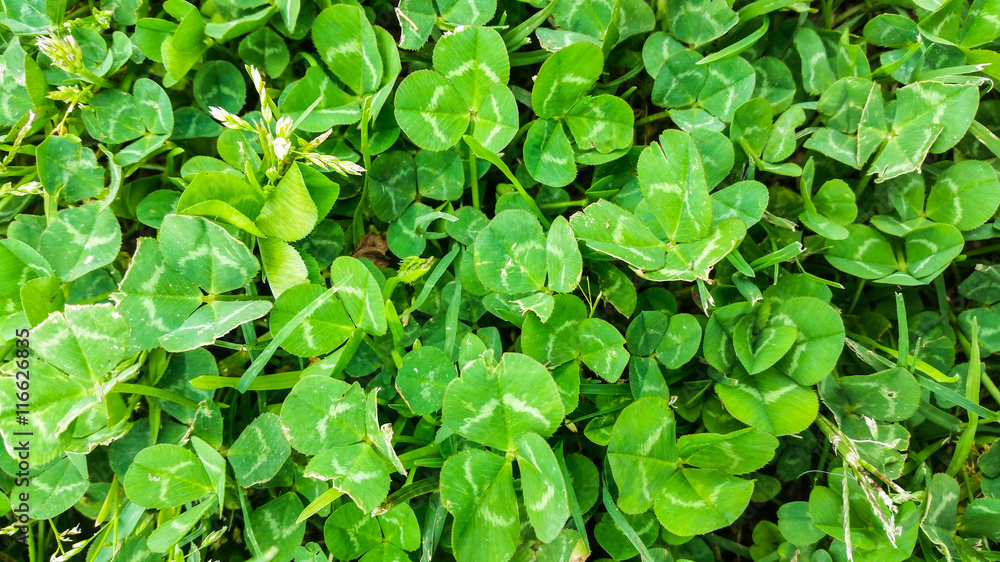 Fresh Clover Leaves Background Fresh Clover Leaves Background