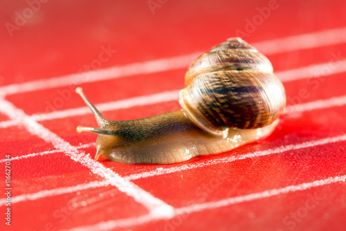 Snail on the athletic track crosses the finish line
