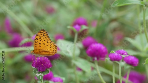 a butterfly is drinking nectar from Bachalor's Button flower photo