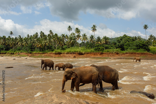 Herd of elephants in the river of Sri Lanka