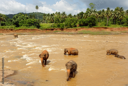 Photography Herd of elephants in the river of Sri Lanka