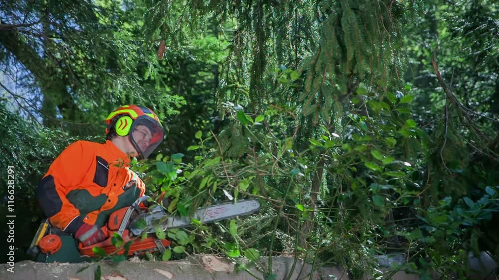 A logger is cutting wood in a forest and sawdust is flying everywhere around. A man is wearing protection gear and an orange helmet. Wide-angle shot.
A logger is cutting wood in a forest and sawdust is flying everywhere around. A man is wearing protection gear and an orange helmet. Wide-angle shot.