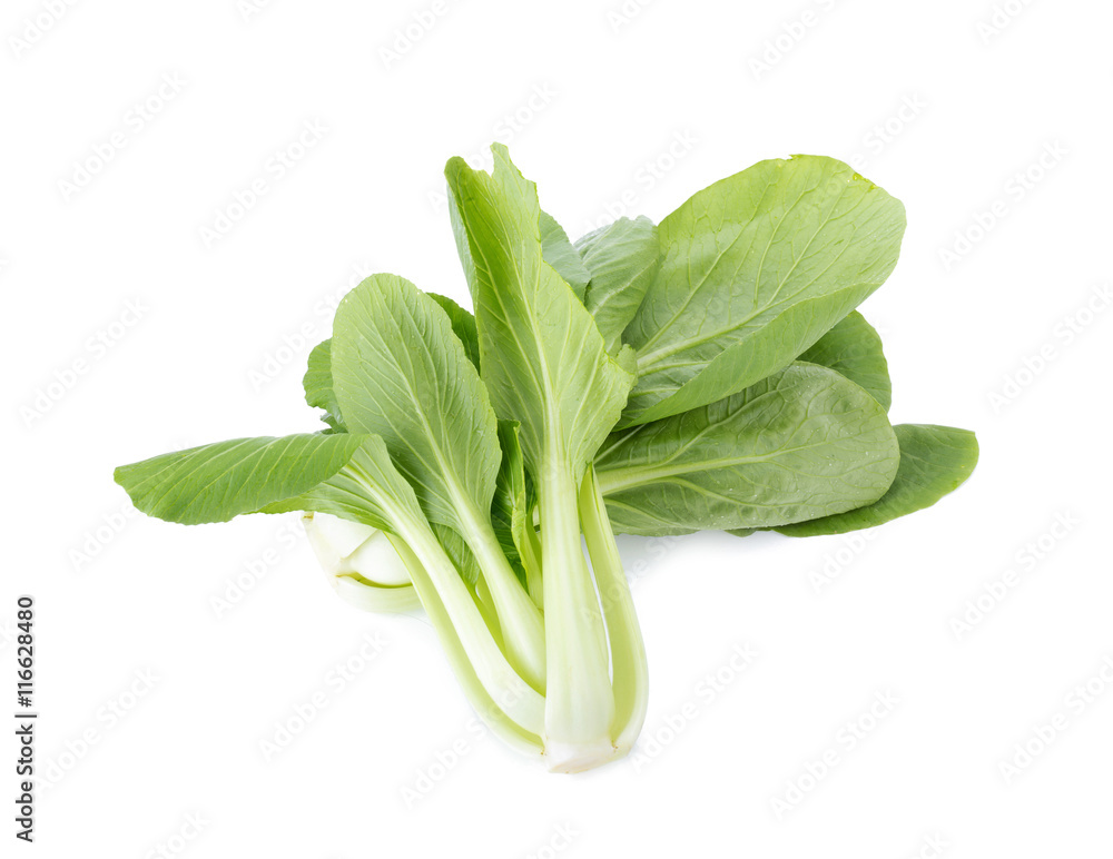 Pok Choi on white background Pok Choi on white background