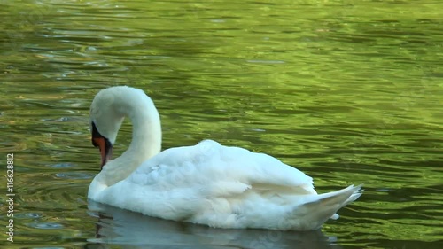 Wallpaper Mural White swan floating in a pond. Slow motion. Video in a slowed double the Torontodigital.ca