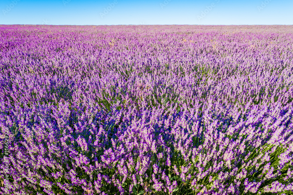 Lavender bushes closeup on sunset. Sunset gleam over purple flowers of lavender. Bushes on the center of picture and sun light on the left. Provence region of france. Lavender bushes closeup on sunset. Sunset gleam over purple flowers of lavender. Bushes on the center of picture and sun light on the left. Provence region of france.