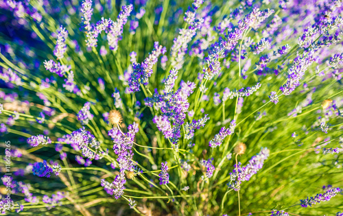 Lavender bushes closeup on sunset. Sunset gleam over purple flowers of lavender. Bushes on the center of picture and sun light on the left. Provence region of france.