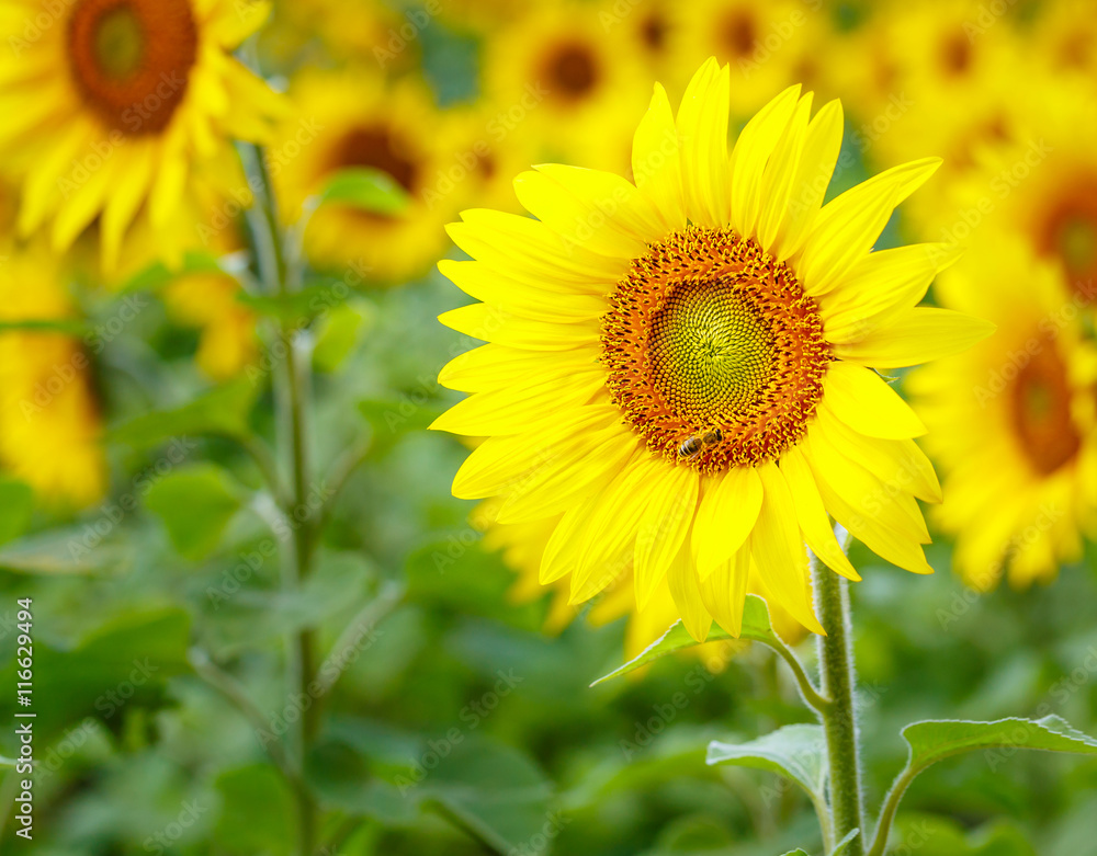 Fototapeta premium Sunflowers blooming in farm with blue sky.