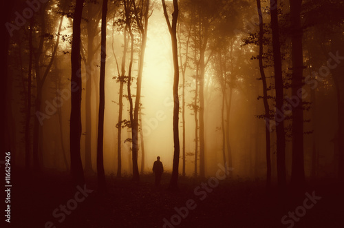 sunset light in mysterious ...