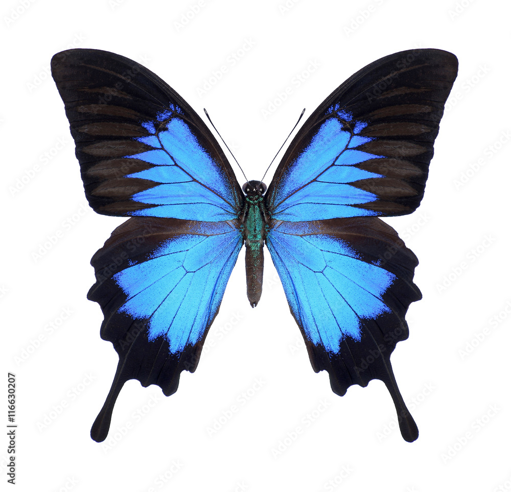 Fototapeta premium Butterfly Papilio ulysses on a white background
