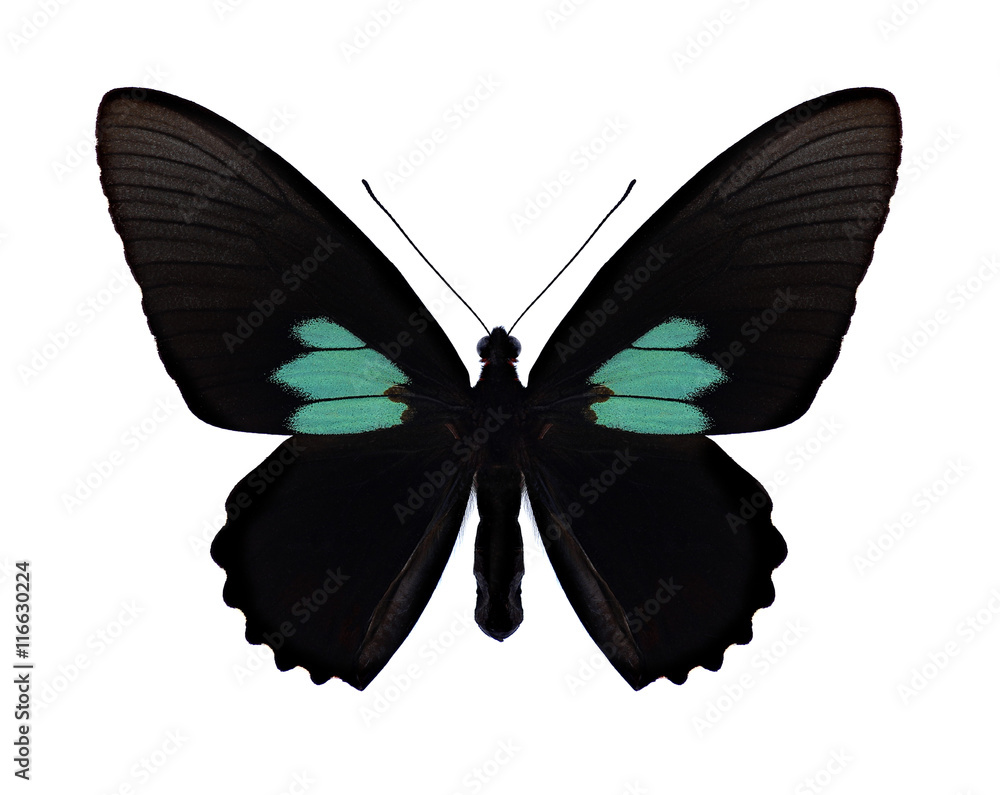 Butterfly Parides sesostris on a white background Butterfly Parides sesostris on a white background