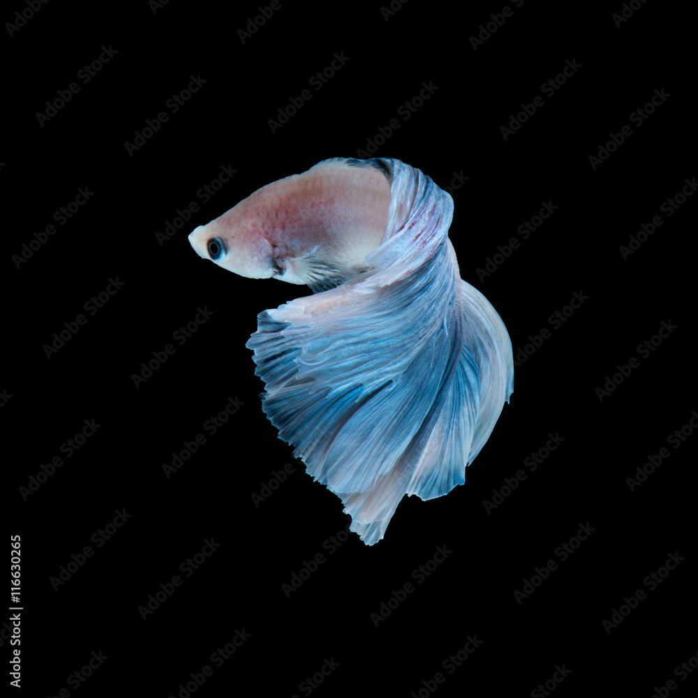 Naklejka premium Blue betta fish