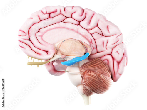 Fotografie 3d rendered medically accurate illustration of the hippocampus