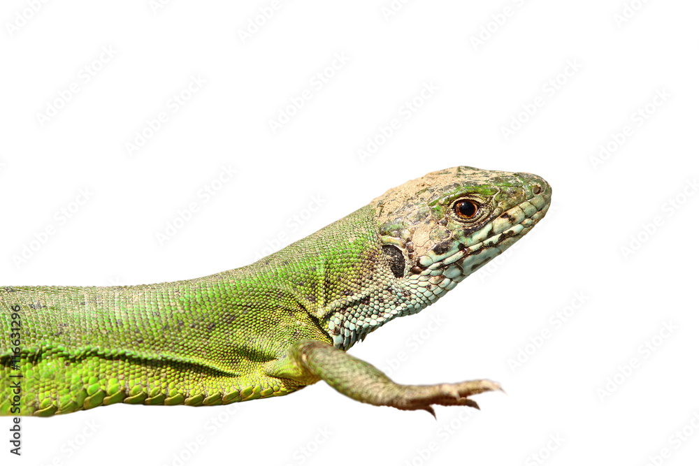 closeup of green lizard isolated over white