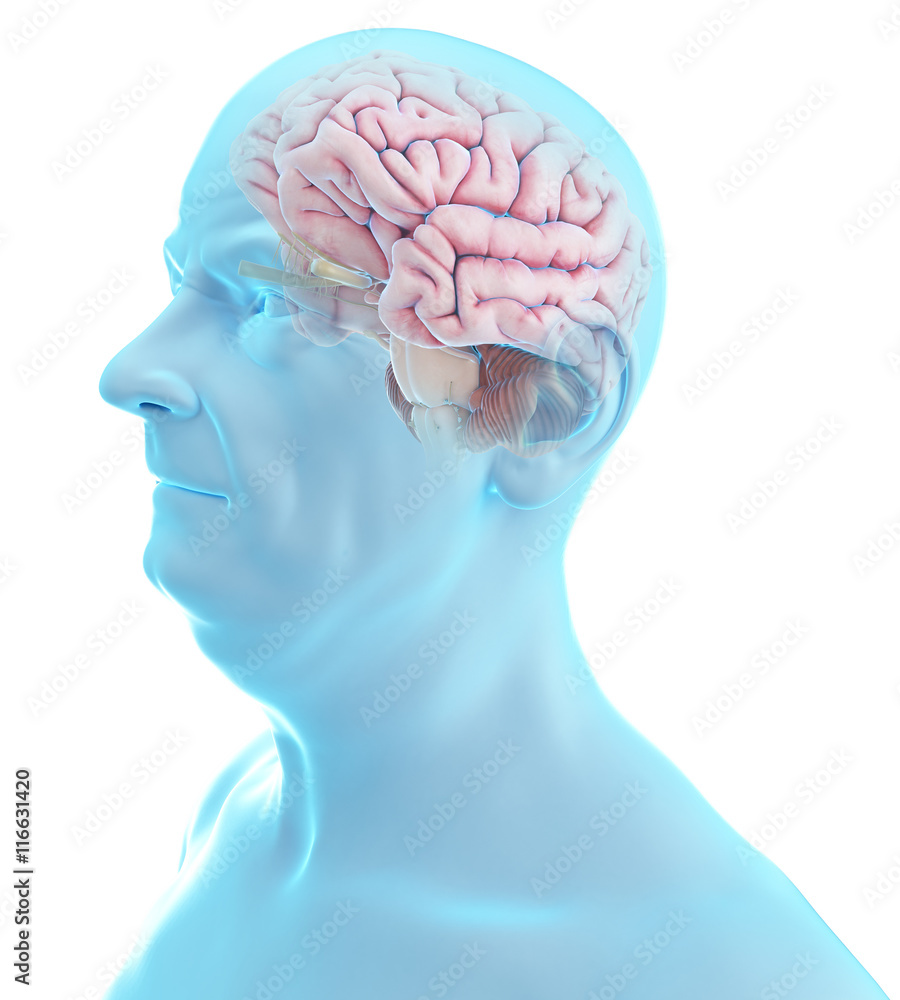 Obraz premium 3d rendered medically accurate illustration of an old man´s brain