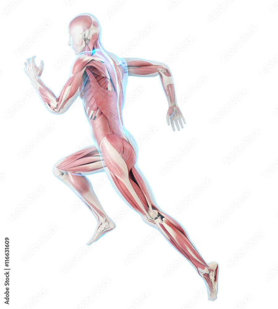 3d rendered medically accurate illustration of a runner´s muscles 3d rendered medically accurate illustration of a runner´s muscles