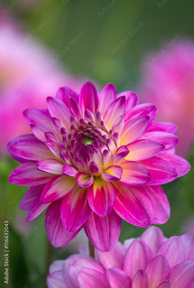 Closeup of a purple pink colored dahlia flower
Closeup of a purple pink colored dahlia flower