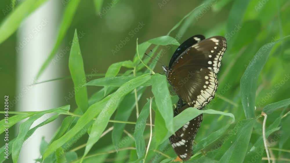 butterflies are mating on the bamboo shoot butterflies are mating on the bamboo shoot