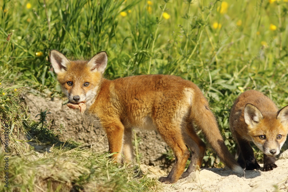 Fototapeta premium fox cub eating peace of meat