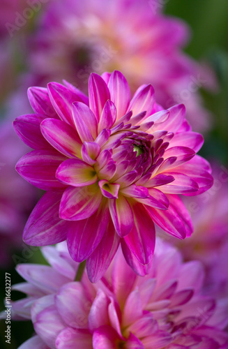 Fototapeta Naklejka Na Ścianę i Meble -  Closeup of a purple pink colored dahlia flower
