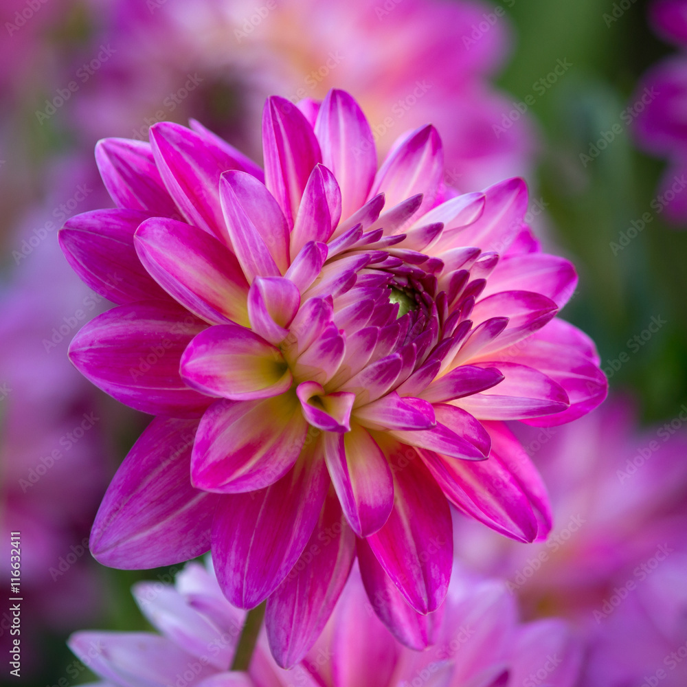 Obraz premium Closeup of a purple pink colored dahlia flower 