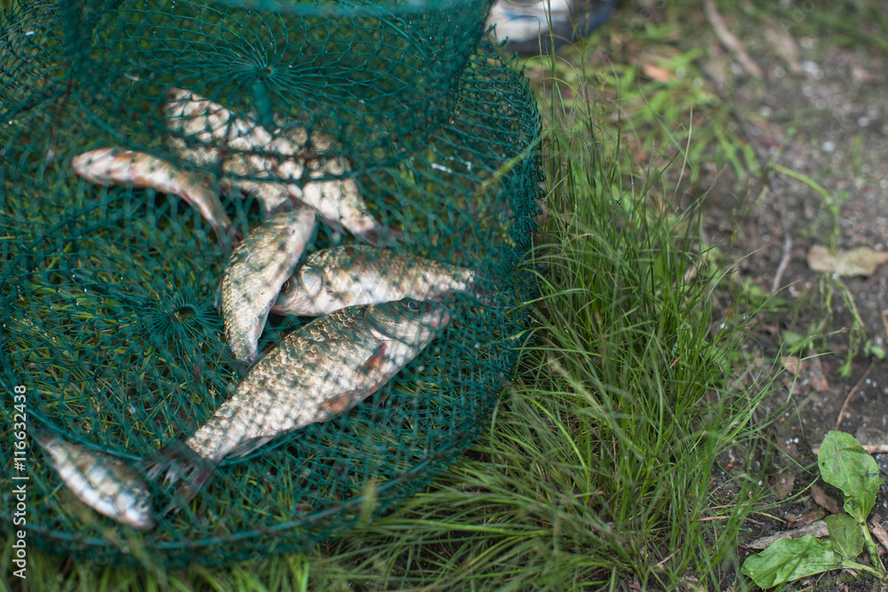 Fototapeta premium Caughted crucian carp