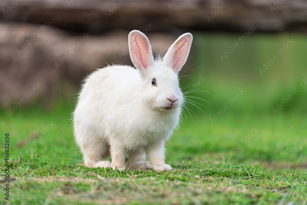 white rabbit in green grass garden white rabbit in green grass garden