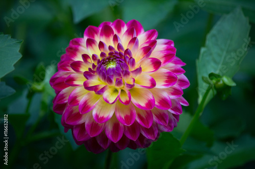 Closeup of a purple pink colored dahlia flower
