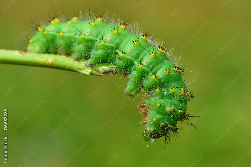 Raupe des kleinen Nachtpfauenauges Raupe des kleinen Nachtpfauenauges