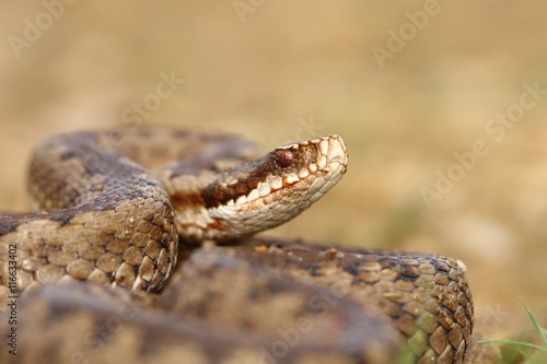 portrait of common crossed viper
