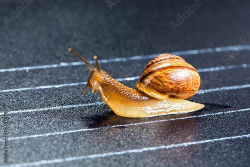 Snail on the athletic track