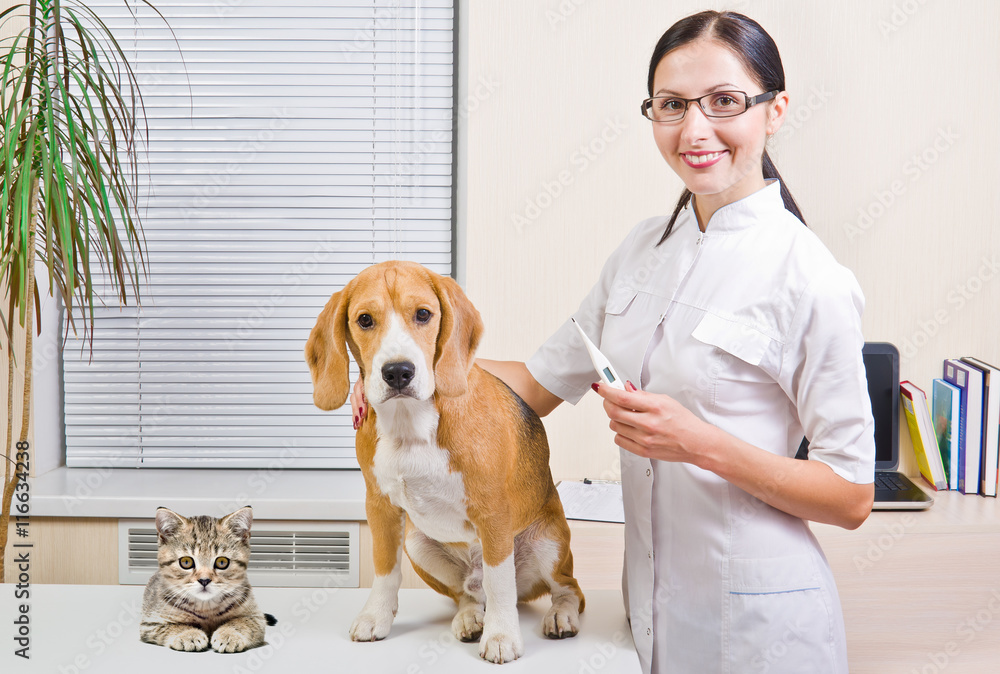 Veterinarian, dog and kitten