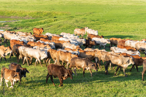 Wallpaper Mural Cows grazing and walking on a green lush meadow Torontodigital.ca