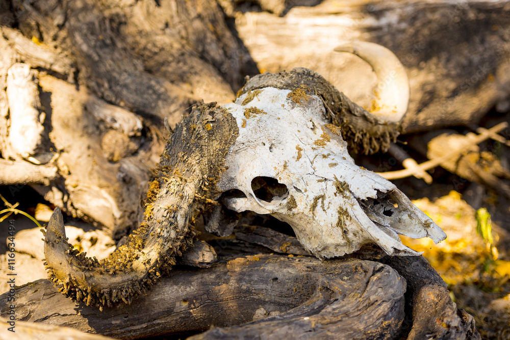 Naklejka premium Buffalo Skull