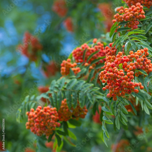 mountain ash