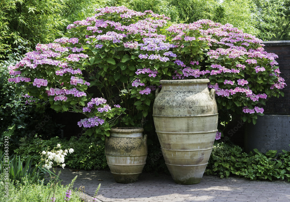 big vases with hydrangea hortensia background
