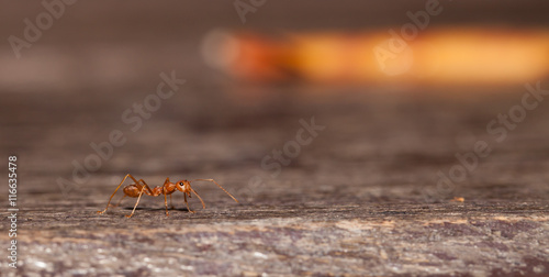 Red ant worker close up © lirtlon