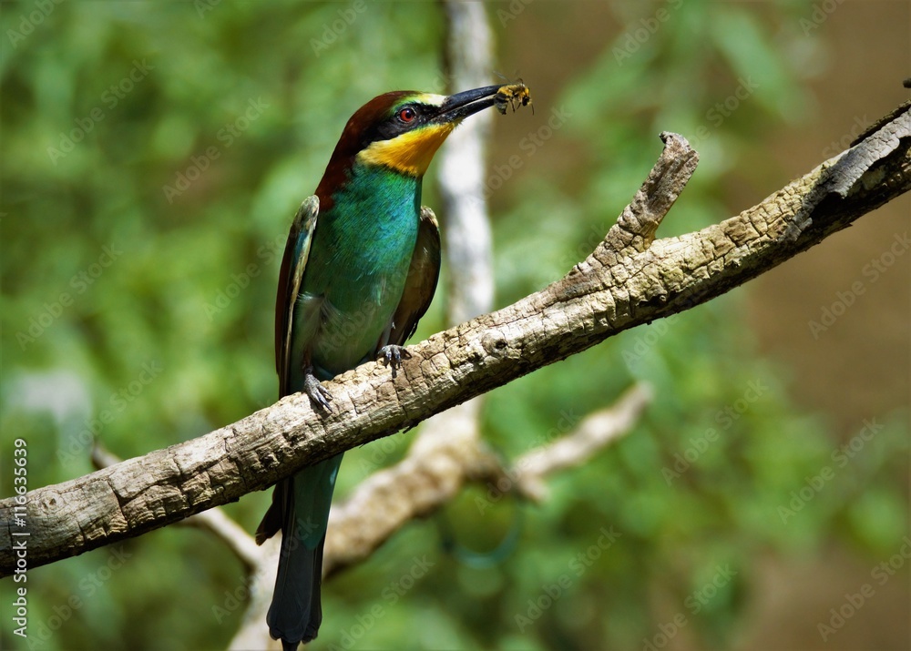 Obraz premium Bienenfresser