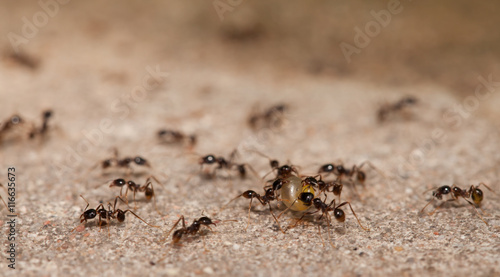  Big headed ant team work © lirtlon