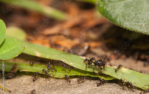  Big headed ant team work