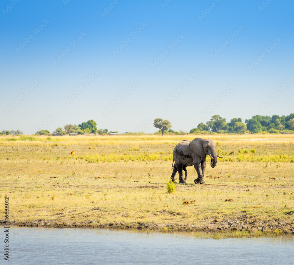 Elephant in Chobe National Park Botswana Elephant in Chobe National Park Botswana