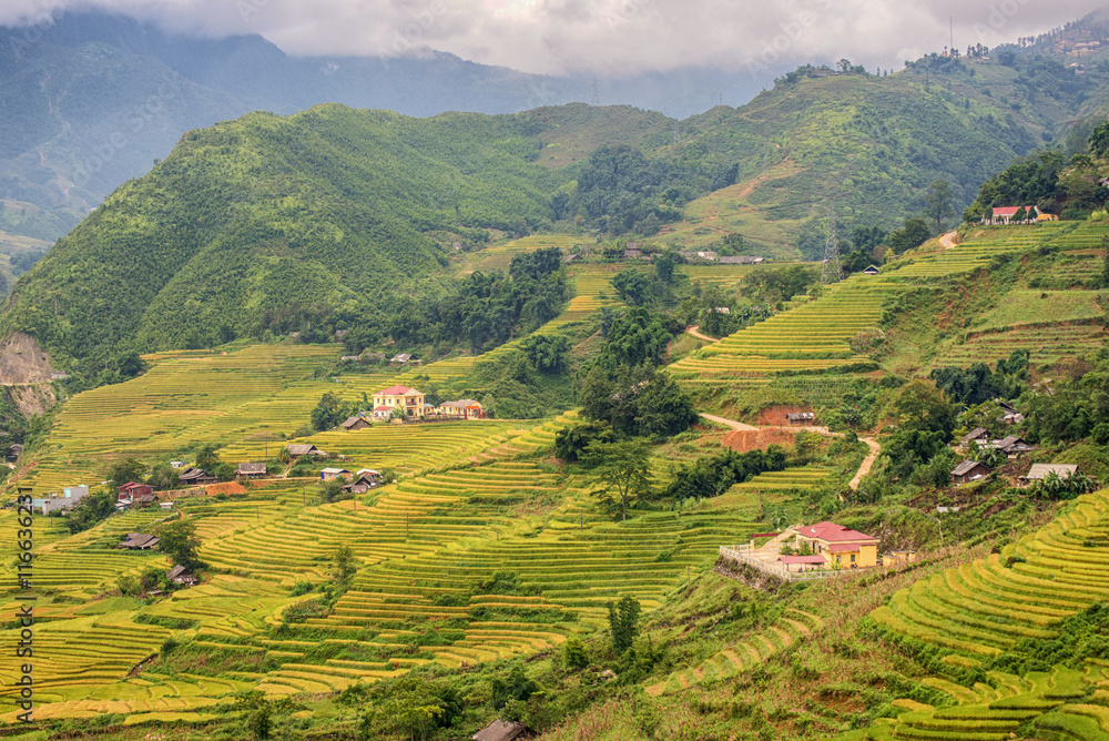 landscape view of rice terrace at cat cat village in sapa, lao c