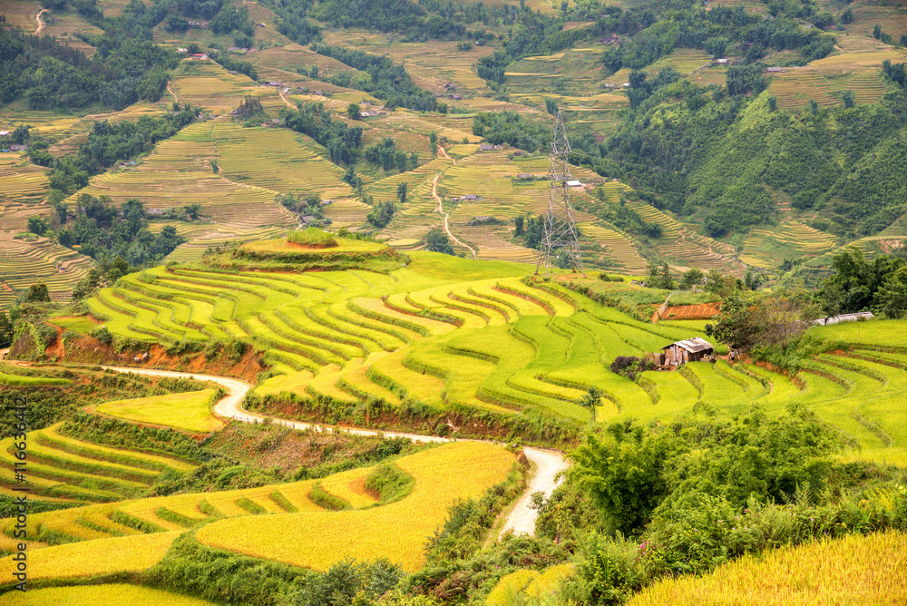 beautiful landscape view of rice terraces and house , village